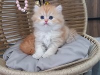 Golden british longhair yavrularımız