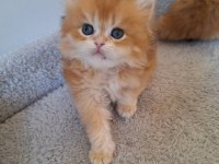 Ny12 erkek british longhair