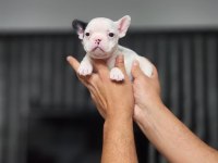 A KALİTE FRENCH BULLDOG