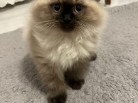 Kendi british longhair yavrularım sahiplendirme yapılacaktır