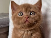 Nadir Bulunan Chocolate British Shorthair 