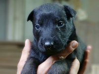 Rezerveye Acık Safkan Belçika Malinois Yavrular