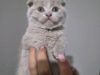 Scottish fold lilac fawn