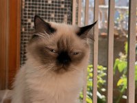 8 aylık Himalayan cinsi kızımın yuvasını arıyorum