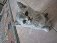 Safkan Black Golden ve Shaded Silver Kedimiz