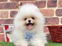 Safkan pomeranian yavrular