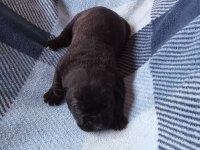 Anne Tiger Baba Siyah 7 Adet Yavru Cane Corso