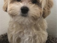 2.5 aylık maltipoo
