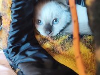 Scottish Fold dişi ve British Short Hair Erkek Dişi