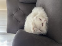 Scottish Fold 1 Yaş