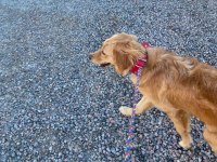 Altın kız golden retriever