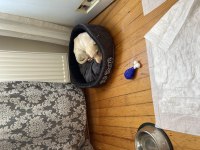Labrador köpeğimiz sahiplendirilecektir
