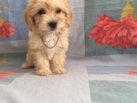 MALTİPOO CAN DOSTLAR