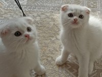 2 aylık anne baba şecereli kedimiz kaliteden anlayan yazsın