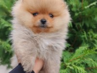 MUKEMMEL KALİTE TEDDY BEAR POMERANİAN BOO YAVRULAR