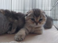 2-2,5 aylık golden british shorthair