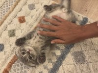 Annesi scottish blue point babası britishshorthair kedilerim