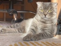 Maria 3 yaşında dişi scottish fold