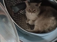 4 yaşında dişi blue point british shorthair