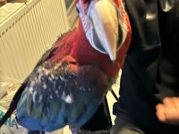 Evcil ele gelen macaw papağanı