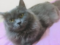 Minik british longhair meleklerim