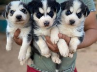 Maskeli Orjinal Mavi Göz Husky Yavrular