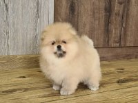 POMERANİAN BOO YAVRULARI