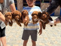 Toy poodle bebek köpeklerimiz