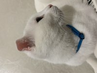 Scottish fold 1.5 yaşında
