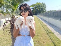 Terrier Maltese yavrular