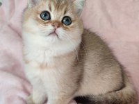 Şafkan British Shorthair