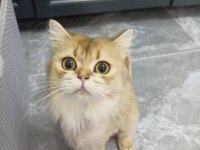 DİŞİ BRİTİSH LONG HAİR ÜCRETSİZ