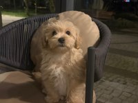 Beş aylık erkek maltipoo yeni yuvası olmak istermisiniz