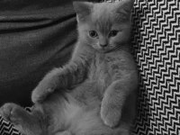 Minik british shorthair yavrularımıza yuva arıyoruz