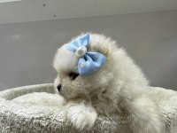 Dünyalar Tatlısı Japon Pomeranian Yavrularımız