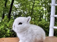 A KALİTE NETHERLAND DWARF TAVŞAN YAVRULAR