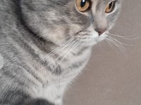 British shorthair Oğlumuza eş aranıyor