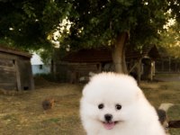 GÜLEN YÜZ POMERANİAN BOO KARBEYAZ