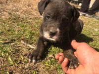 1 aylık yavrular yeni sahiplerini bekliyor presa canario