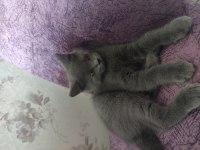 British shorthair erkek 2 aylık