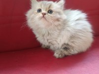 Ücretsiz Orjinal British Longhair Yavru Dişi