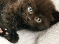 45 günlük scottish fold yavrular
