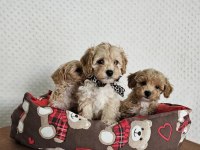 Orjinal TEACUP maltipoo köpekler