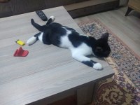 Maalesef can kuzularımı sahiplendirmek zorundayım kedileri