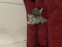 British shorthair