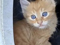 MAVİŞE YUVA KEDİMİZE