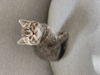 Golden tabby scottish straight