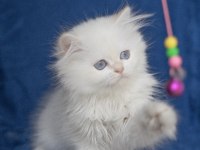 British Longhair NY 33 Dişi