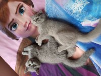 Yavru British Shorthair 2 Aylık