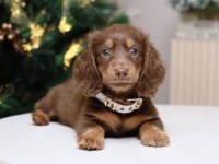 Pamuk Tüylü Longhair Dachshund Yavrular